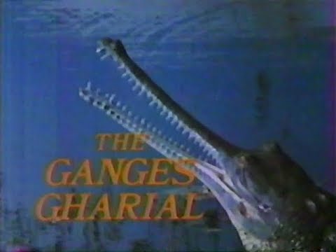 The Ganges Gharial (1985)