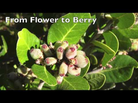 download lagu mp3 mp4 What Eats Lemonade Berry, download lagu What Eats Lemonade Berry gratis, unduh video klip What Eats Lemonade Berry