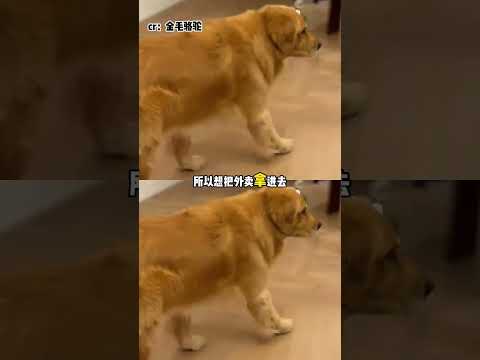 這世界沒了小狗可怎么辦啊 #小狗 #金毛 #感人 #寵物1