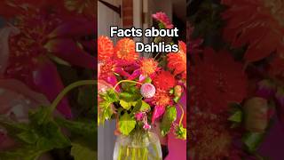 Download lagu Facts about Dahlias 💐 #cutflowers #dahlia #flowers #flowers #garden #plants #bouquet #cafeaulait mp3