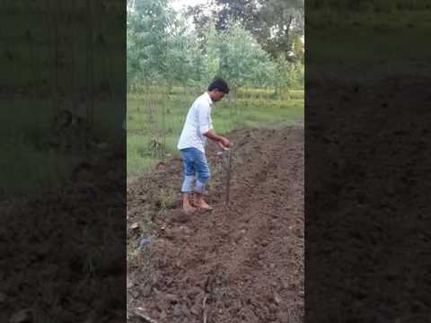 Manual seed dibbler, for agriculture