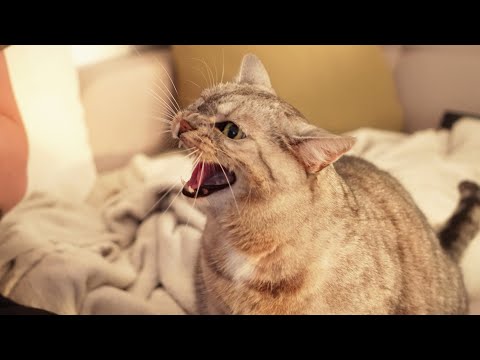 Cinematic King Cobra Cat in 4K
