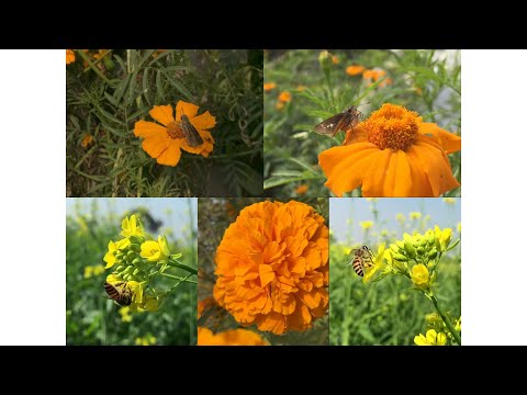 Cinematic video |   Jashan-E-Bahara [Slowed Reverb]