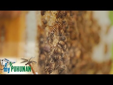 , title : 'My Puhunan: Honey Bee of Richbee Honeybee Farm