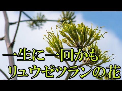 園芸 ハーバードリュウゼツラン