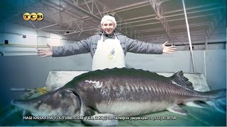 Сколько лет живет рыба белуга