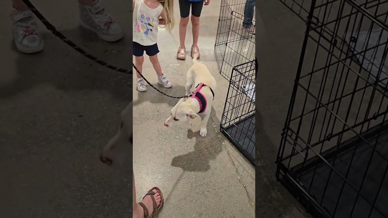 Enlarge Juneau (female), a Adoptable mixed breed in Denver , CO video 3/6