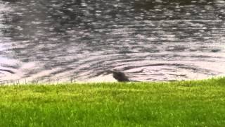 Otters in Boca July 4 2015