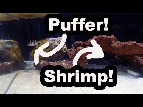 How to Keep Saltwater Predator Fish in a Reef Tank | Reef Safe Puffer