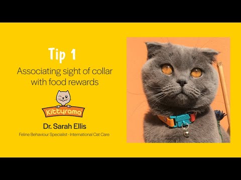 How to get a cat get used to wearing a collar