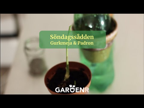 Söndagssådden - Gurkmeja och Padron - Trädgårdshacks med GardenR