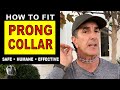 How To Fit A PRONG COLLAR On Your DOG Sizing Fit And Use Robert Cabral Dog Training Video