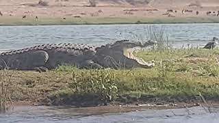 preview picture of video 'Crocodile in CHAMBAL RIVER'