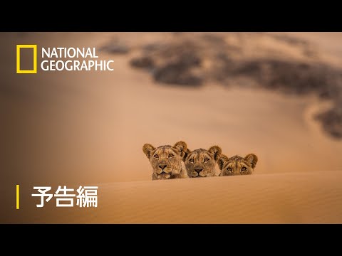 砂漠ライオン：スケルトンコーストのサバイバル – 予告編  | ナショジオ