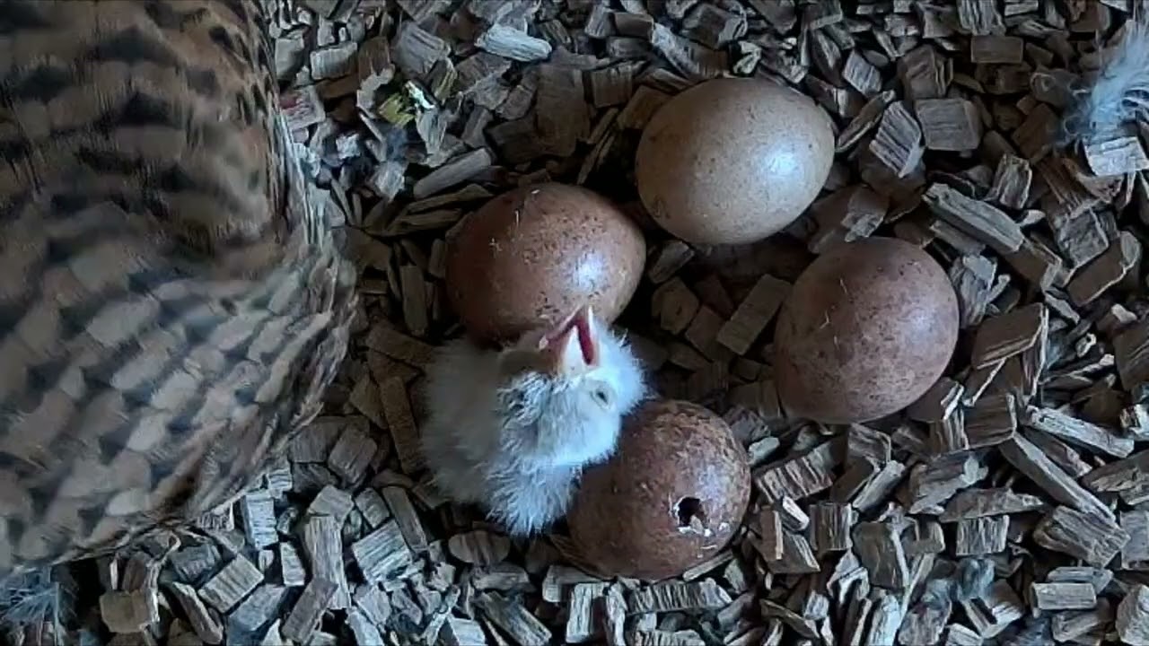 Die Turmfalken schlüpfen! | 10.05.2026