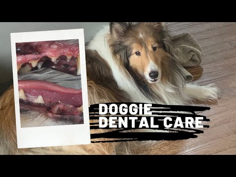 YouTube video about: Can I get my 14 year old dog's teeth cleaned?