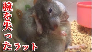 腕を切断したファンシーラットの手術後(ゆっくり実況音声あり)