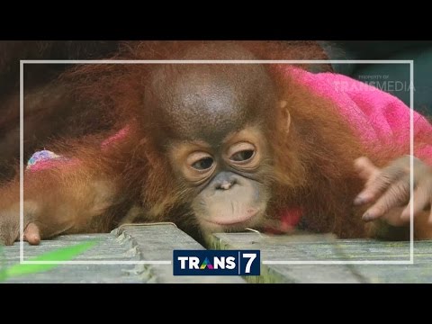 DUNIA BINATANG - KAMI DILINDUNGI (17/10/16) 3-2