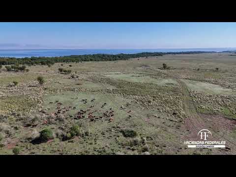 Campo ganadero 4.000 ha en Corrientes | Arrendamiento sobre Río Paraná | Listo para producir