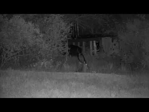 Djuma: Waterbuck bull resting by lodge fence - 01:13 - 09/03/2022