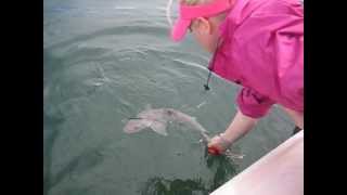 preview picture of video 'Amber releases Gummy Shark - Western Port Bay, VIC Australia'