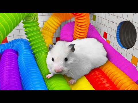 DIY Hamster Easter Maze - In Search Of Easter Eggs In The Maze - Happy Easter