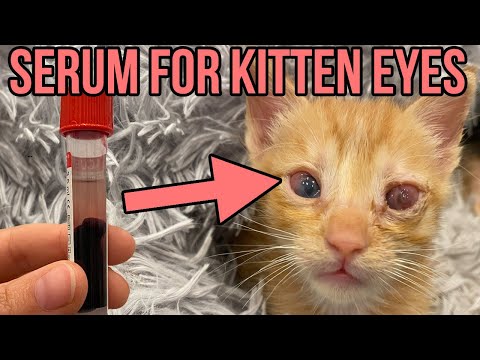 Using Serum from Donated Cat Blood to Help Save a Blind Kitten's Eye