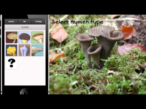 Boletus - mushroom search video thumbnail