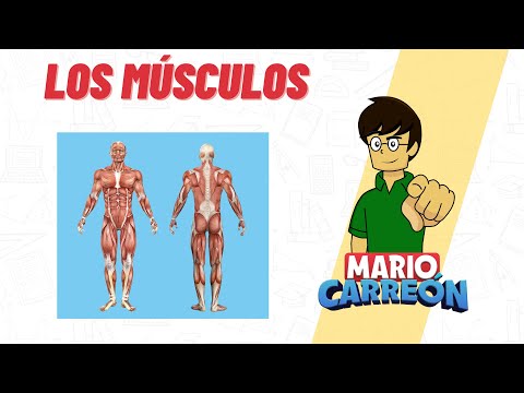 Los Músculos: 💪 esquelético, liso y cardiaco