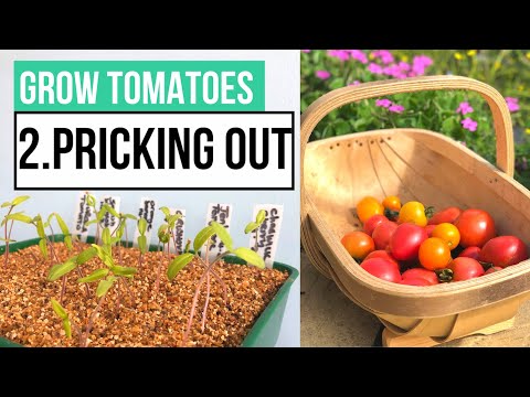 , title : 'Pricking Out Tomato Seedlings | Complete Tomato Growing Guide Part 2'