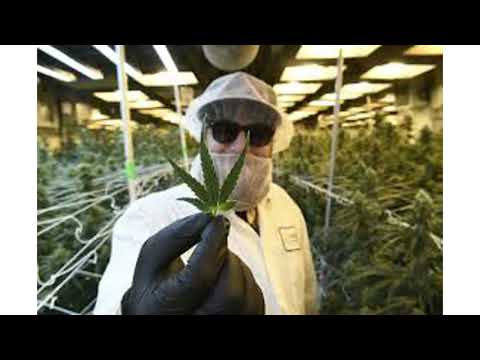 Lancetos - Psychoaktywni