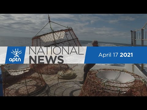 APTN National News April 17, 2021 – Mi’kmaw crab traps seized, Moose hunting moratorium decision