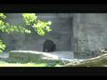 Wild Animals At The Detroit Zoo