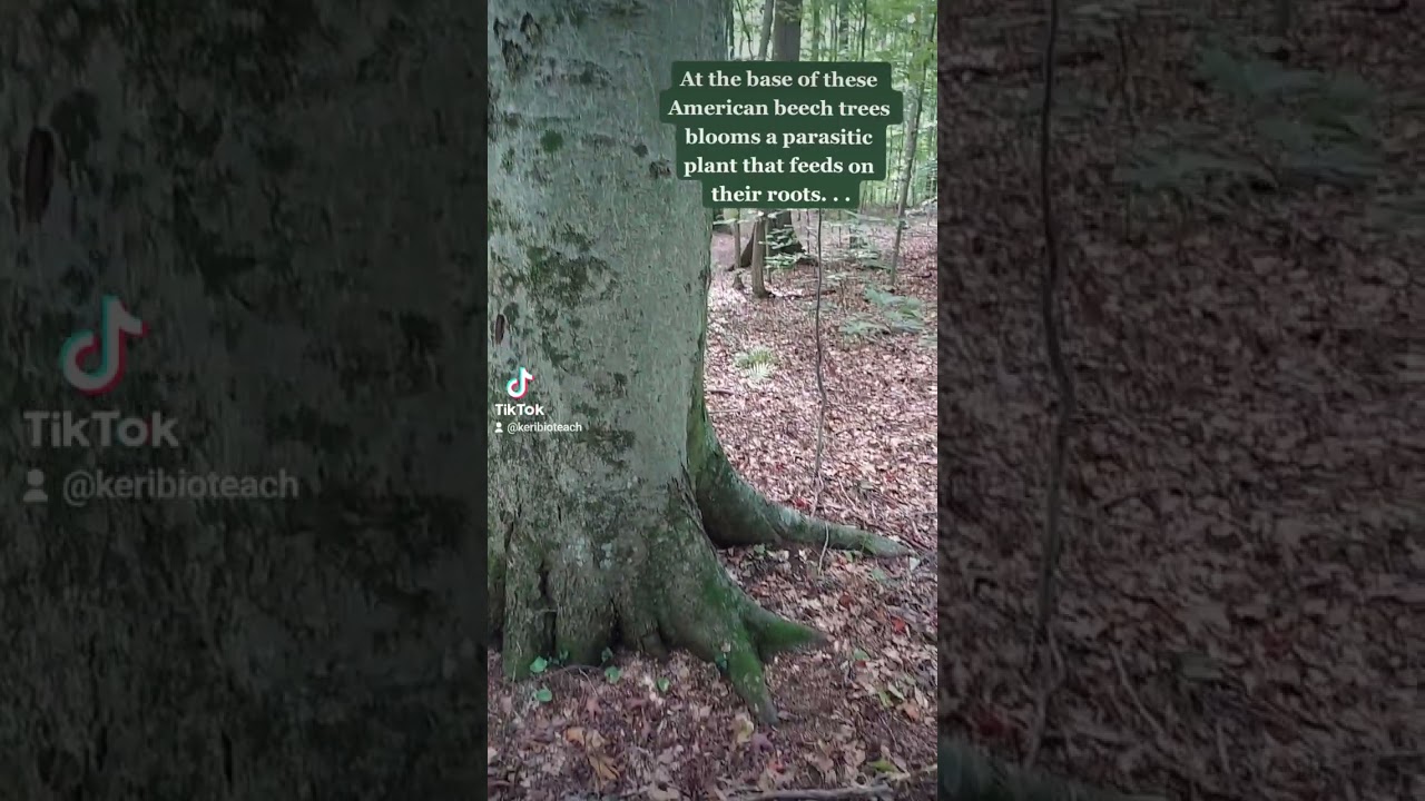 TikTok Biology: Beechdrop