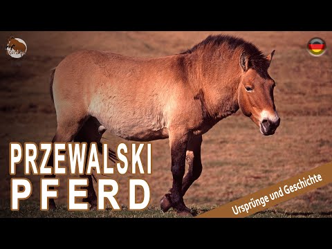 , title : 'PRZEWALSKI PFERD, eines der primitivsten Pferde der Welt, URSPRUNG DER RASSEN'