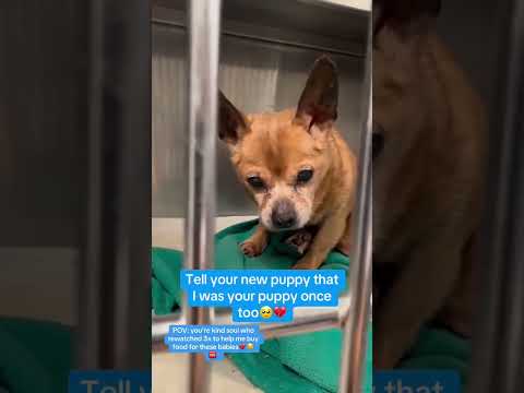 Can you help our rescue dogs⁉️🥺Link in our bio🫶 #amazon #rescuedog #chihuahua #shelter #florida