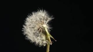 Dandelion flower to seedhead blowing away time lapse