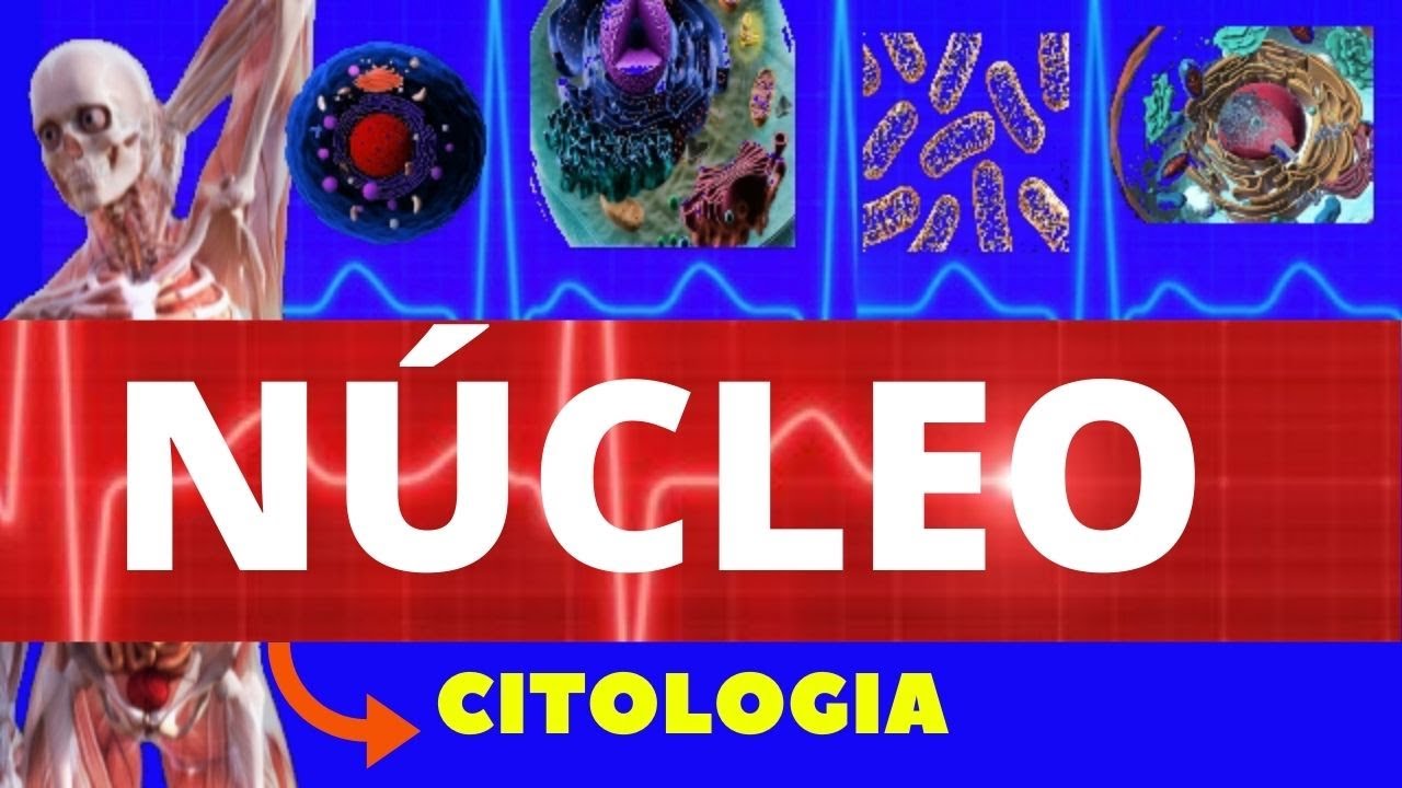 NÚCLEO CELULAR - EXPORTAÇÃO E IMPORTAÇÃO NUCLEAR - ENSINO SUPERIOR - TRANSPORTE PELO NÚCLEO