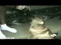 Americas Funniest Home Videos Part 1
