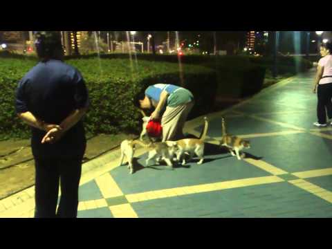 Cat man on Cornish, Abu Dhabi