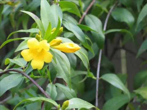 Early Spring Magic in Memphis 2013 2