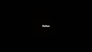 Rattus