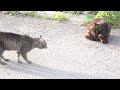Two Boss Cats Are Talking