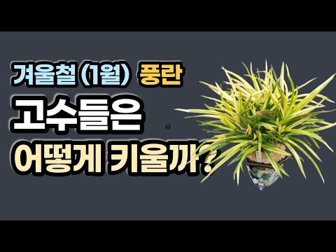 , title : '한겨울(1월) 풍란 키우기 핵심5가지'