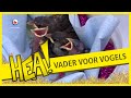 HEA! Een vader voor alle vogels