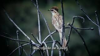 Antony And The Johnsons - What can I do ? ( Legendado )