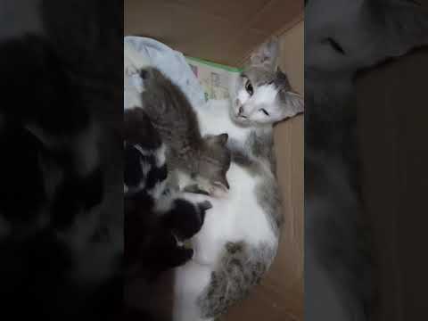 3 Week old kitten looking for mother's milk