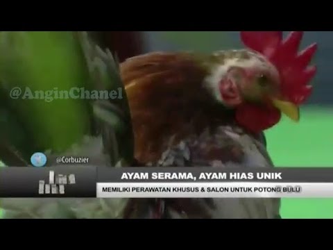 Full Hitam Putih || Fenomena Ayam Ketawa
