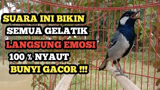 Download lagu Suara Gelatik Batu Gacor Bikin Emosi Langsung Nyaut 100 % Ampuh Untuk Masteran & Pancingan mp3 Download lagu Suara Gelatik Batu Gacor Bikin Emosi Langsung Nyaut 100 % Ampuh Untuk Masteran & Pancingan mp3