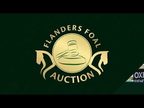 Embryo 6 Comme Il Faut x Dizzy Lizzy